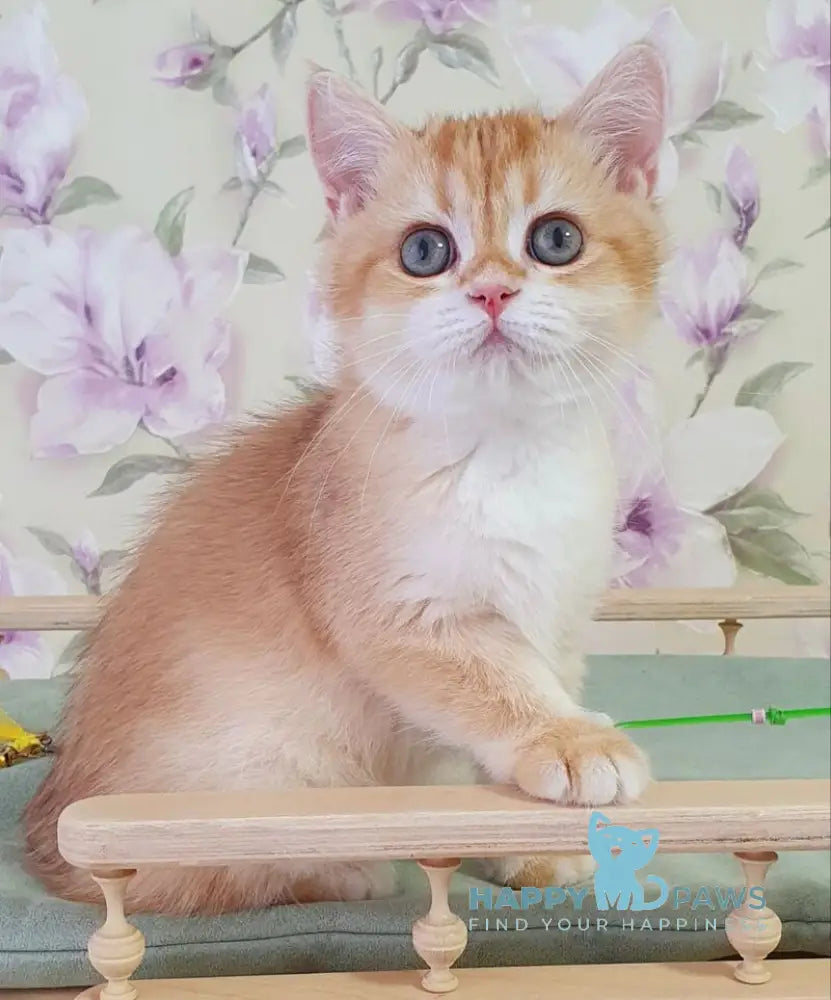 Kevin British Shorthair male black golden chinchilla live animals