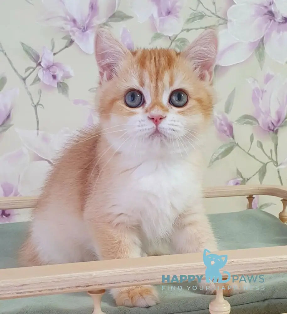 Kevin British Shorthair male black golden chinchilla live animals