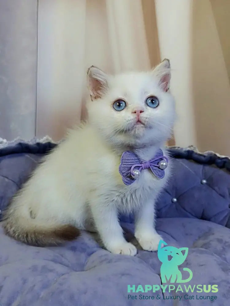 Kevin British Shorthair male cinnamon golden chinchilla pointed - live animals