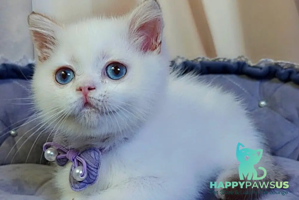 Kevin British Shorthair male cinnamon golden chinchilla pointed - live animals