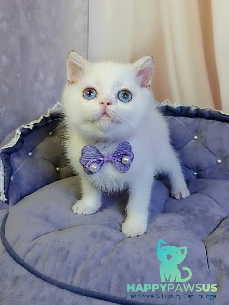 Kevin British Shorthair male cinnamon golden chinchilla pointed - live animals