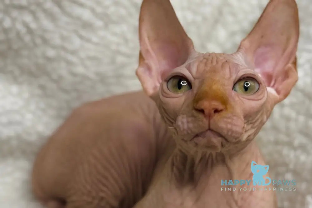 Kevin Canadian Sphynx male red live animals
