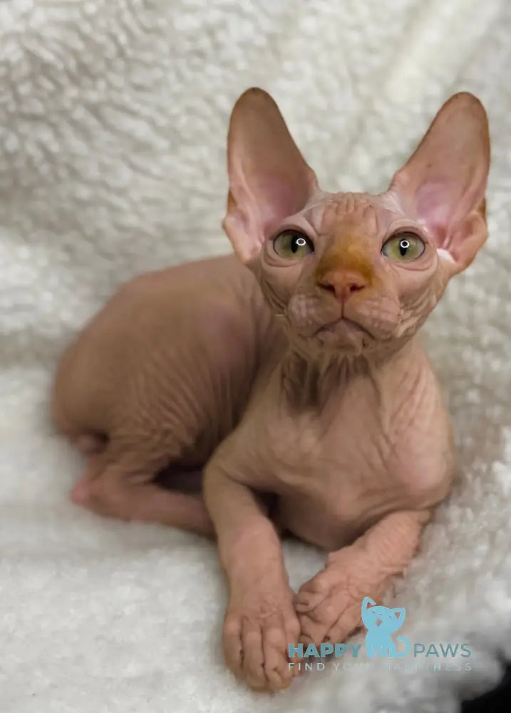 Kevin Canadian Sphynx male red live animals