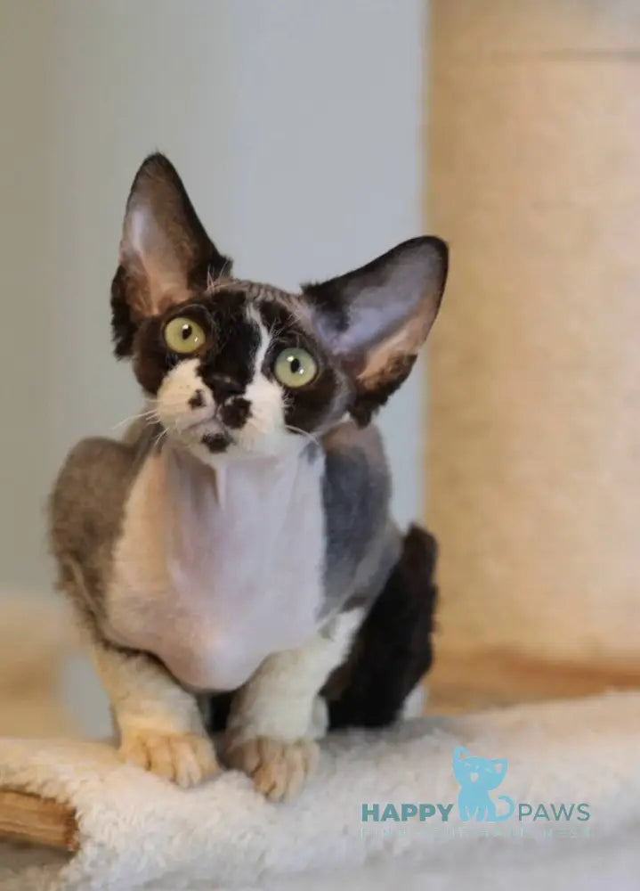 Kevin Devon Rex male black bicolour live animals