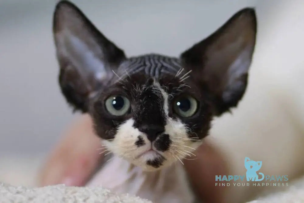 Kevin Devon Rex male black bicolour live animals