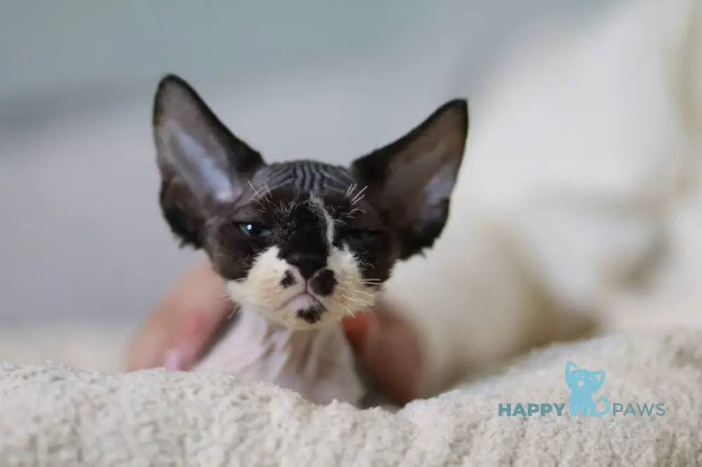 Kevin Devon Rex male black bicolour live animals