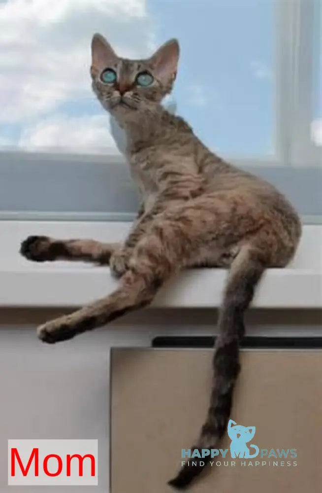 Kevin Devon Rex male black bicolour live animals