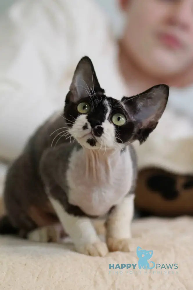 Kevin Devon Rex male black bicolour live animals