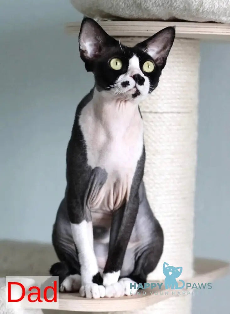 Kevin Devon Rex male black bicolour live animals