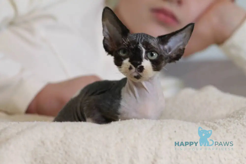 Kevin Devon Rex male black bicolour live animals