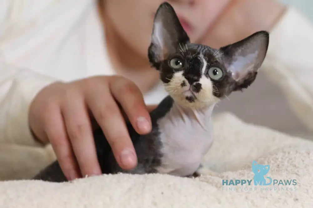 Kevin Devon Rex male black bicolour live animals