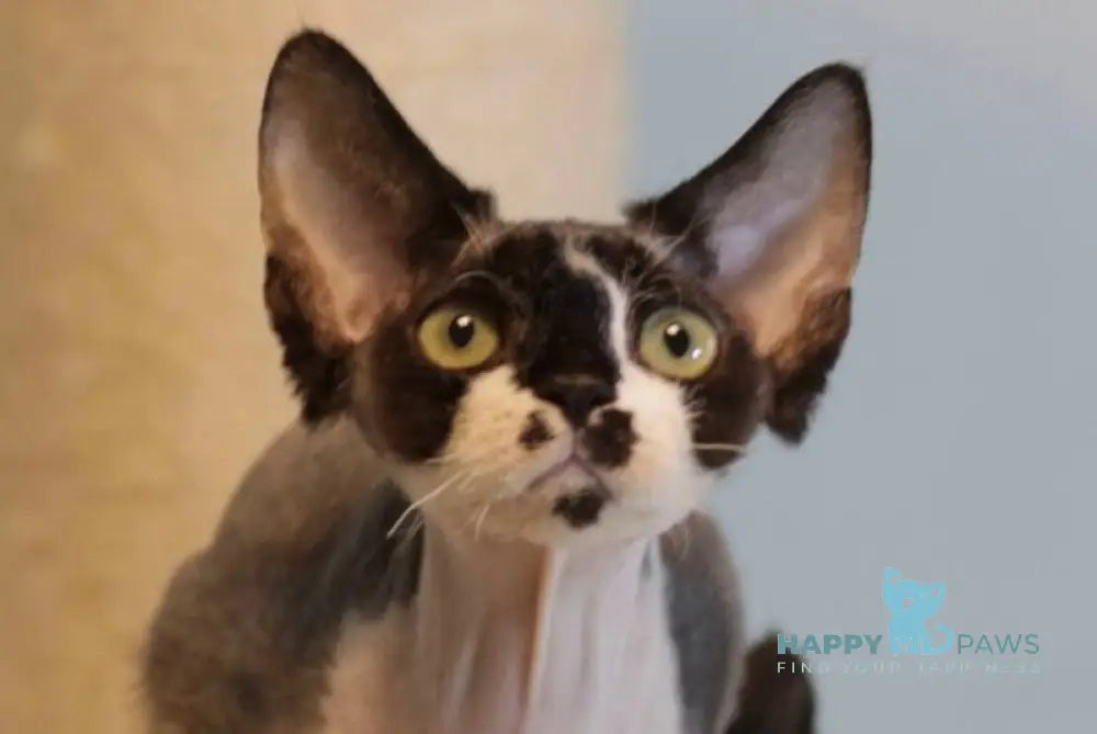 Kevin Devon Rex male black bicolour live animals