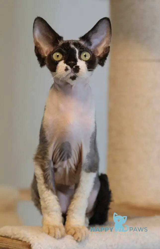 Kevin Devon Rex male black bicolour live animals