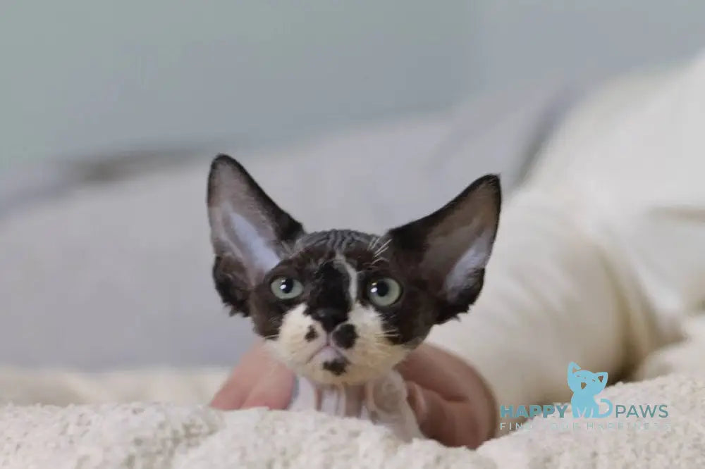 Kevin Devon Rex male black bicolour live animals