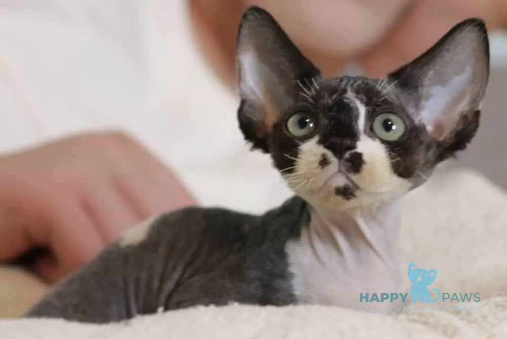 Kevin Devon Rex male black bicolour live animals