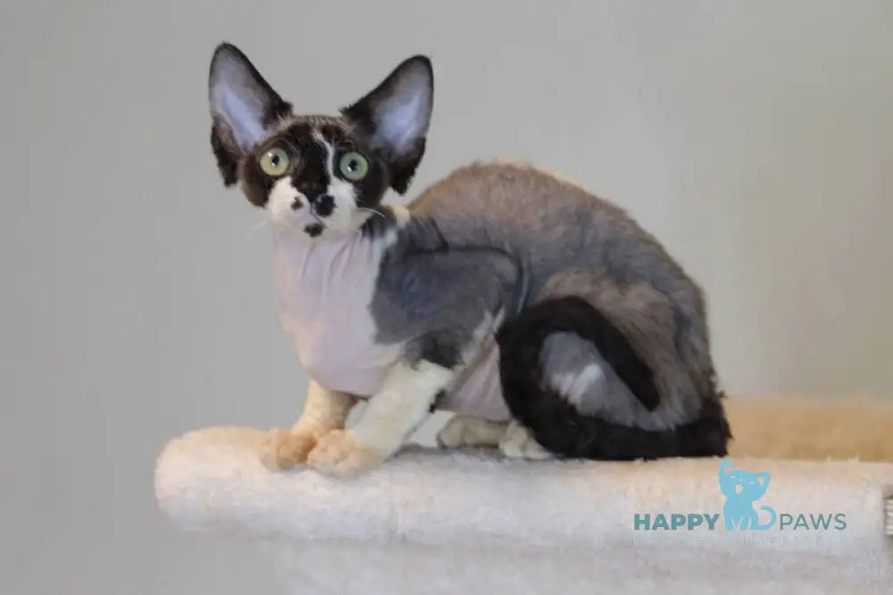 Kevin Devon Rex male black bicolour live animals