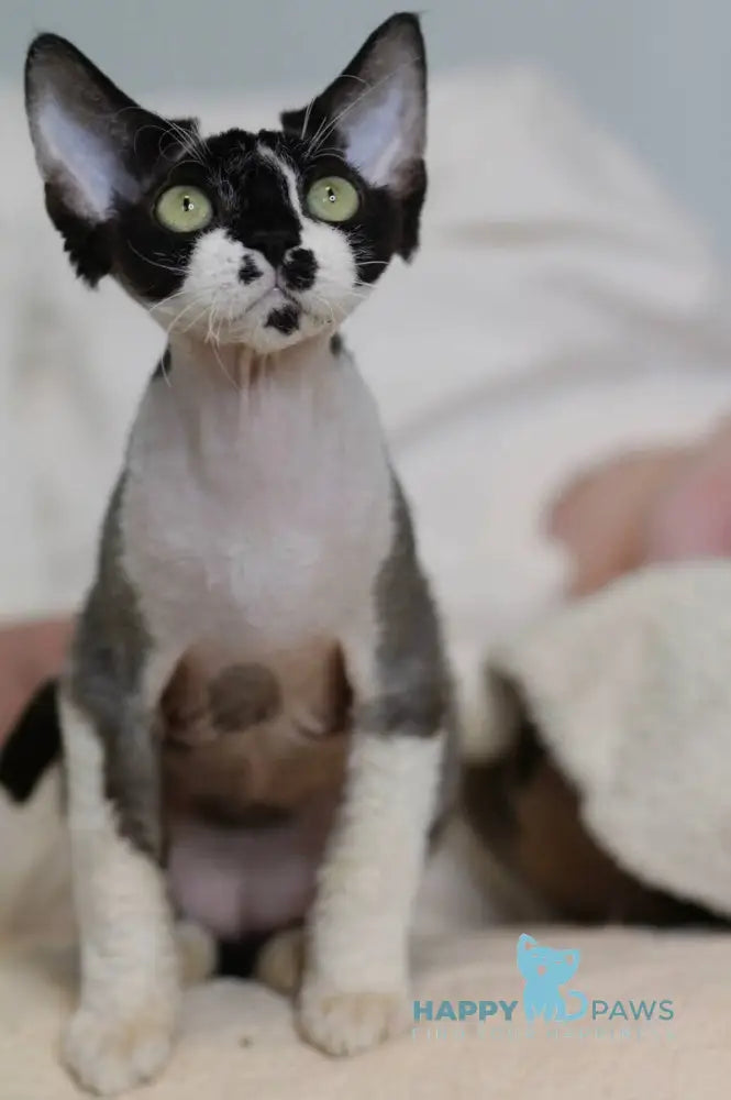 Kevin Devon Rex male black bicolour live animals