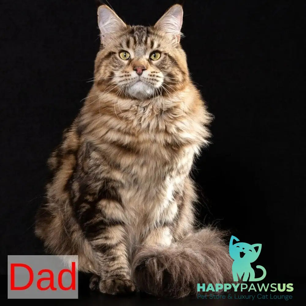 Kevin Maine Coon male black tabby - live animals
