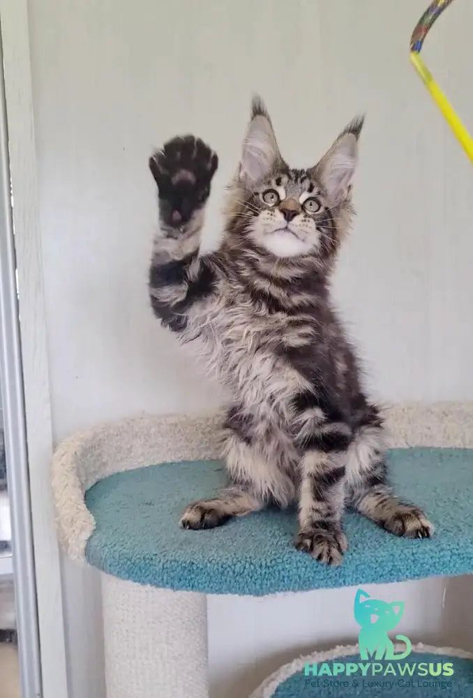Kevin Maine Coon male black tabby - live animals