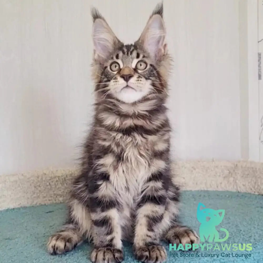 Kevin Maine Coon male black tabby - live animals