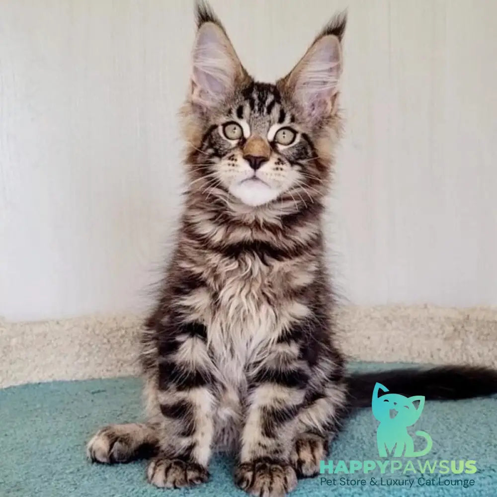 Kevin Maine Coon male black tabby - live animals