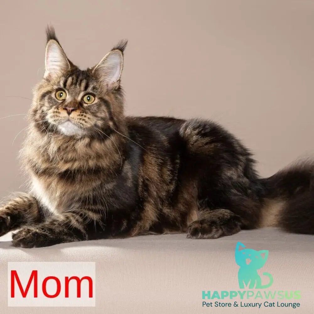 Kevin Maine Coon male black tabby - live animals