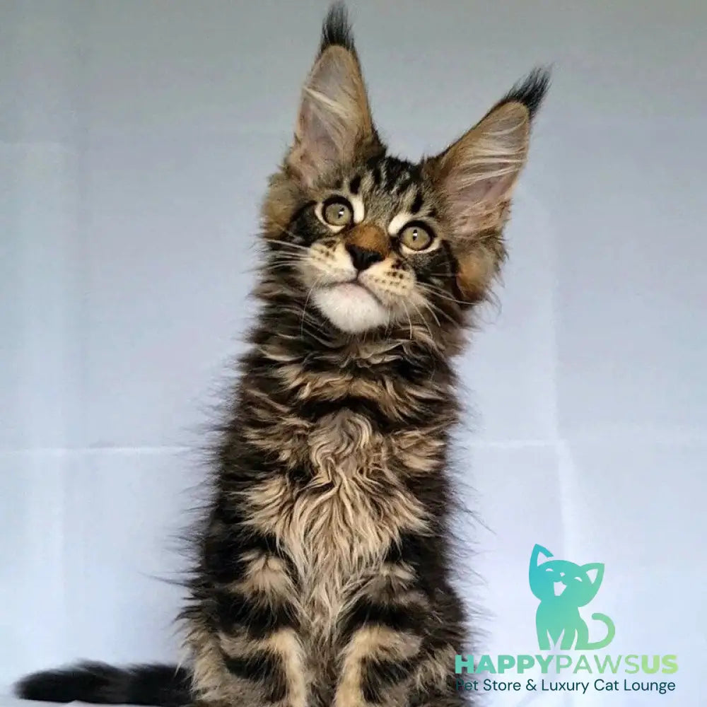 Kevin Maine Coon male black tabby - live animals