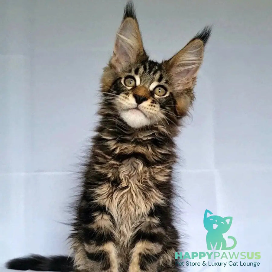 Kevin Maine Coon male black tabby - live animals