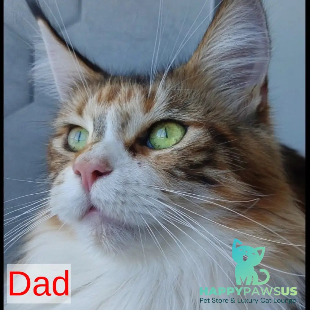 Kevin Maine Coon male blue bicolour tabby - live animals