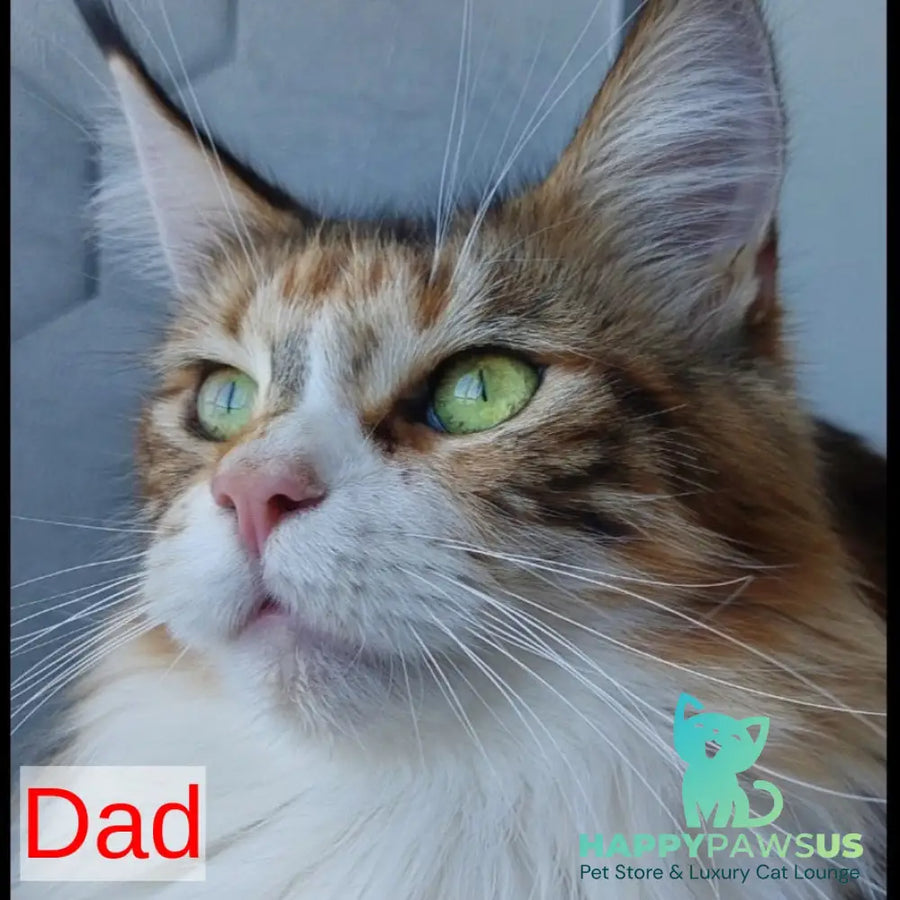 Kevin Maine Coon male blue bicolour tabby - live animals