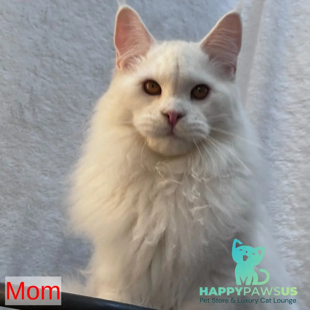 Kevin Maine Coon male blue bicolour tabby - live animals