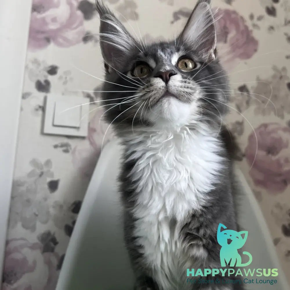 Kevin Maine Coon male blue bicolour tabby - live animals