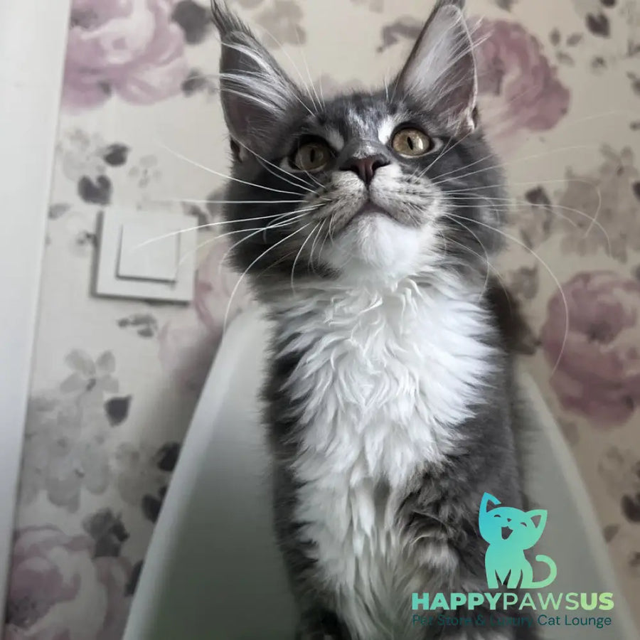 Kevin Maine Coon male blue bicolour tabby - live animals