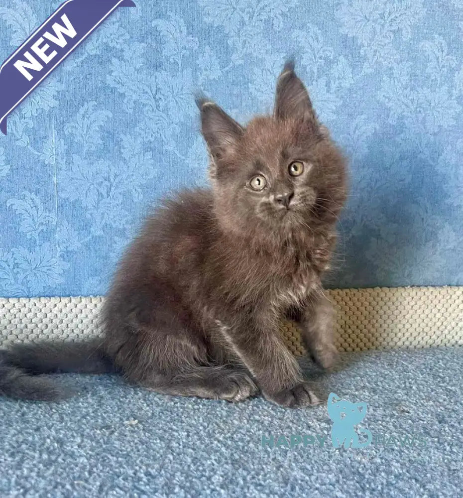 Kevin Maine Coon male blue live animals