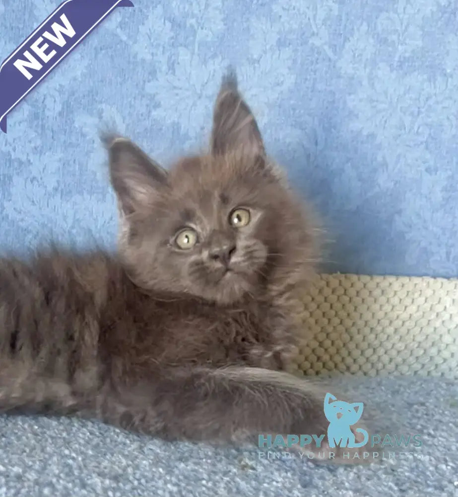 Kevin Maine Coon male blue live animals