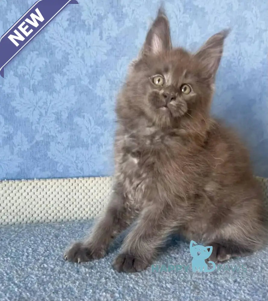 Kevin Maine Coon male blue live animals