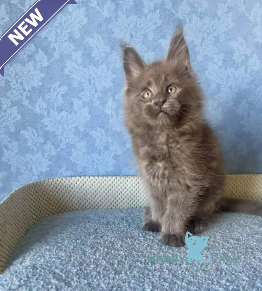 Kevin Maine Coon male blue live animals