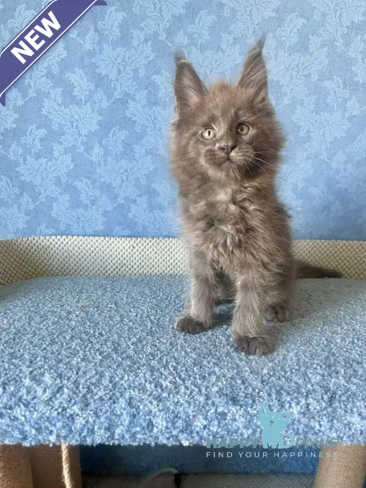 Kevin Maine Coon male blue live animals