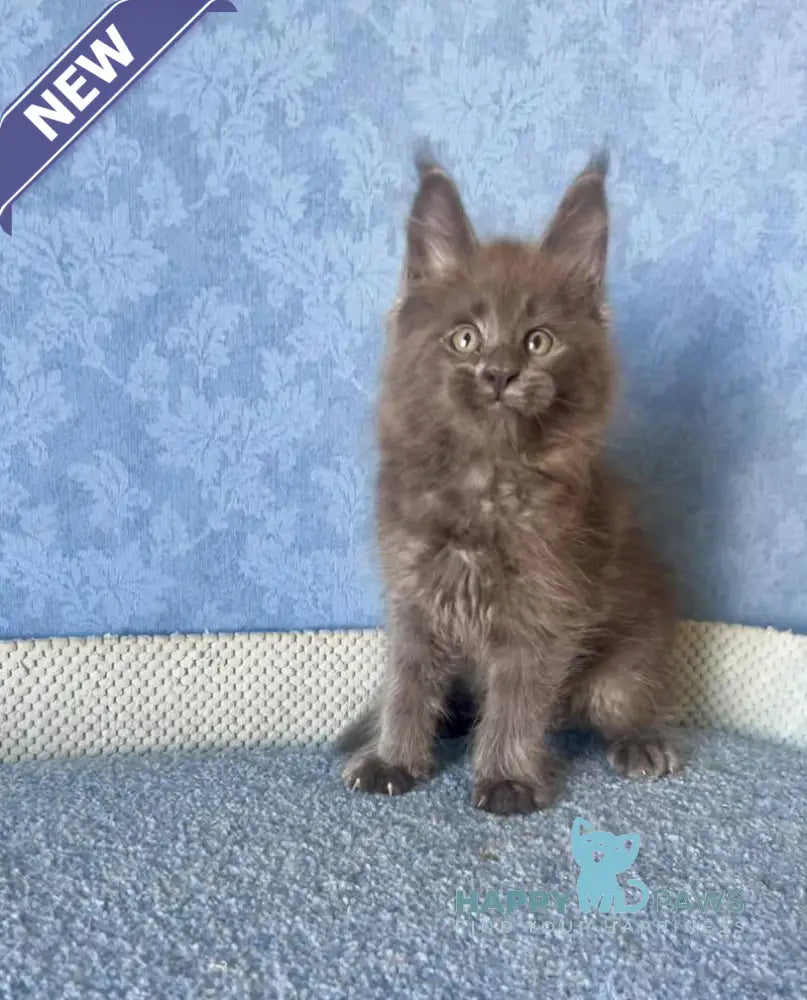 Kevin Maine Coon male blue live animals