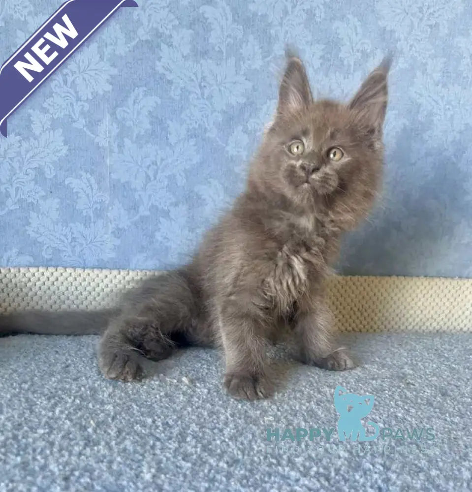 Kevin Maine Coon male blue live animals