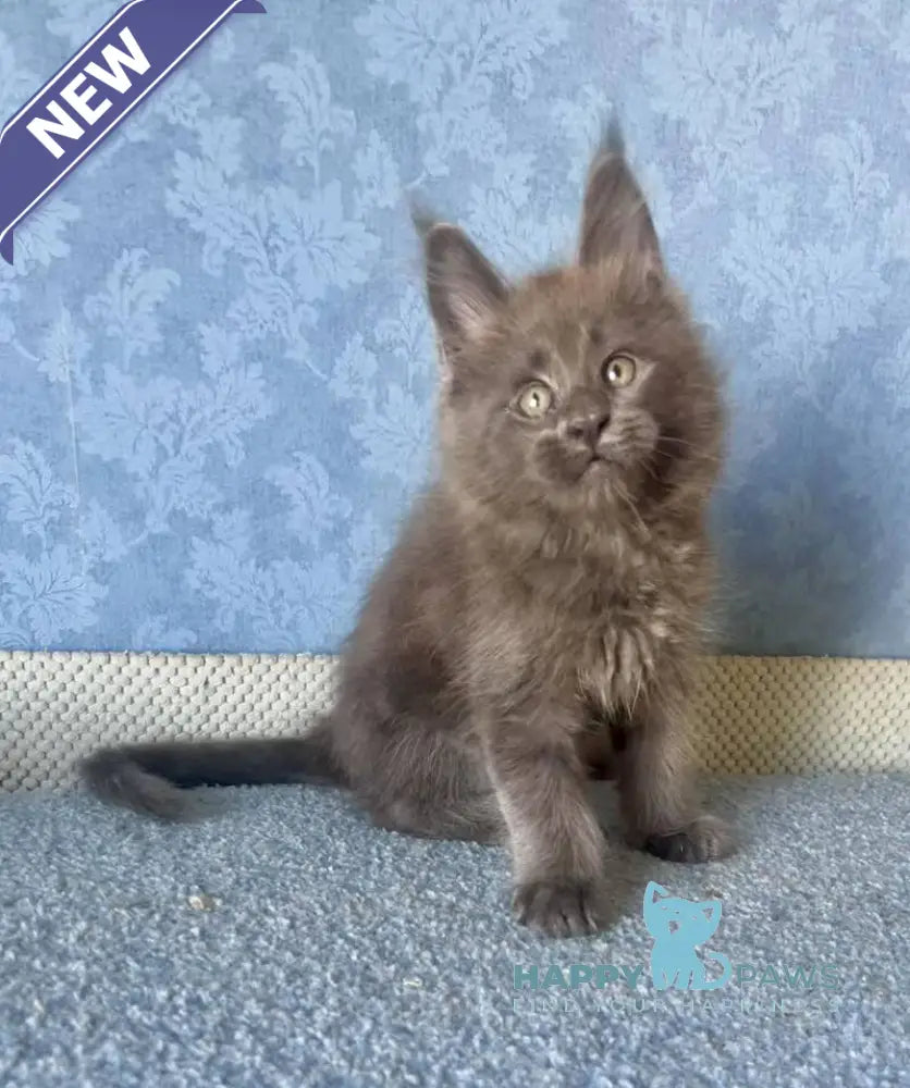 Kevin Maine Coon male blue live animals