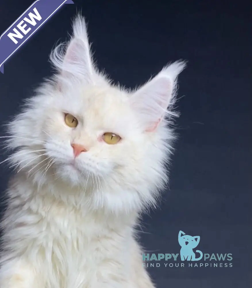 Kevin Maine Coon male red silver shaded live animals