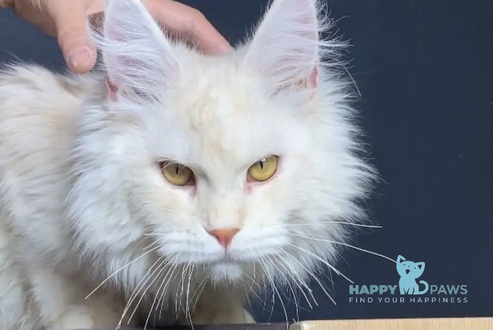 Kevin Maine Coon male red silver shaded live animals