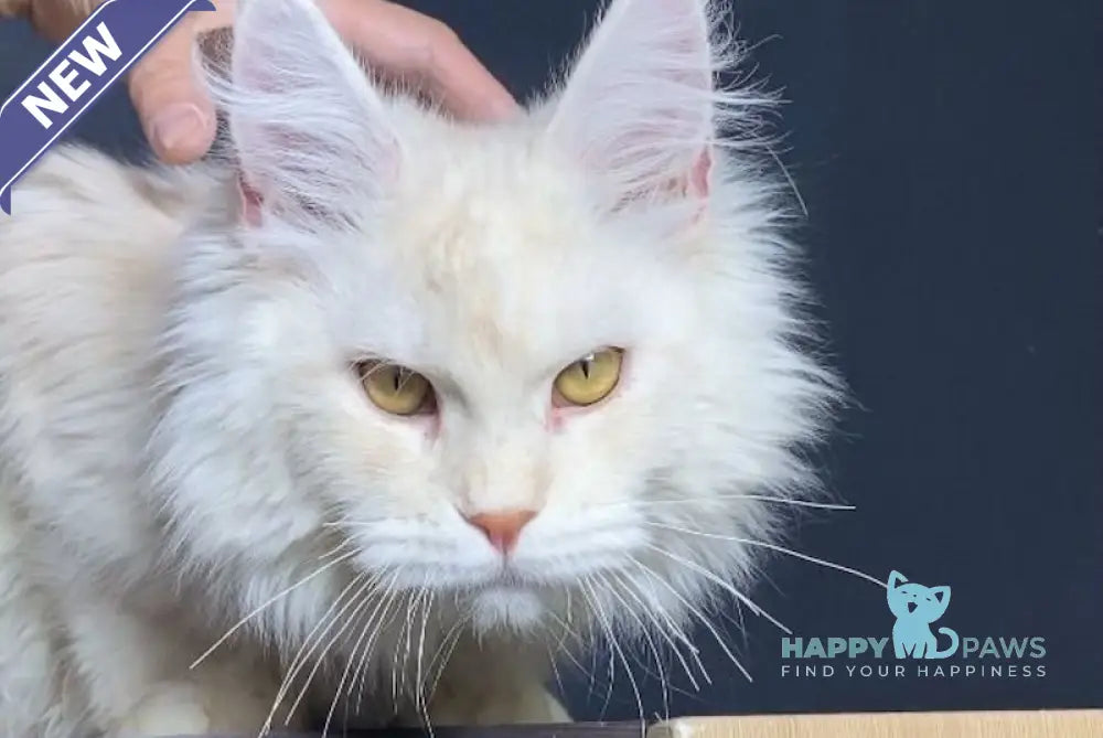 Kevin Maine Coon male red silver shaded live animals