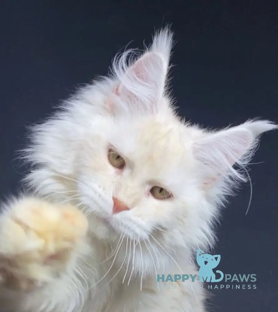 Kevin Maine Coon male red silver shaded live animals