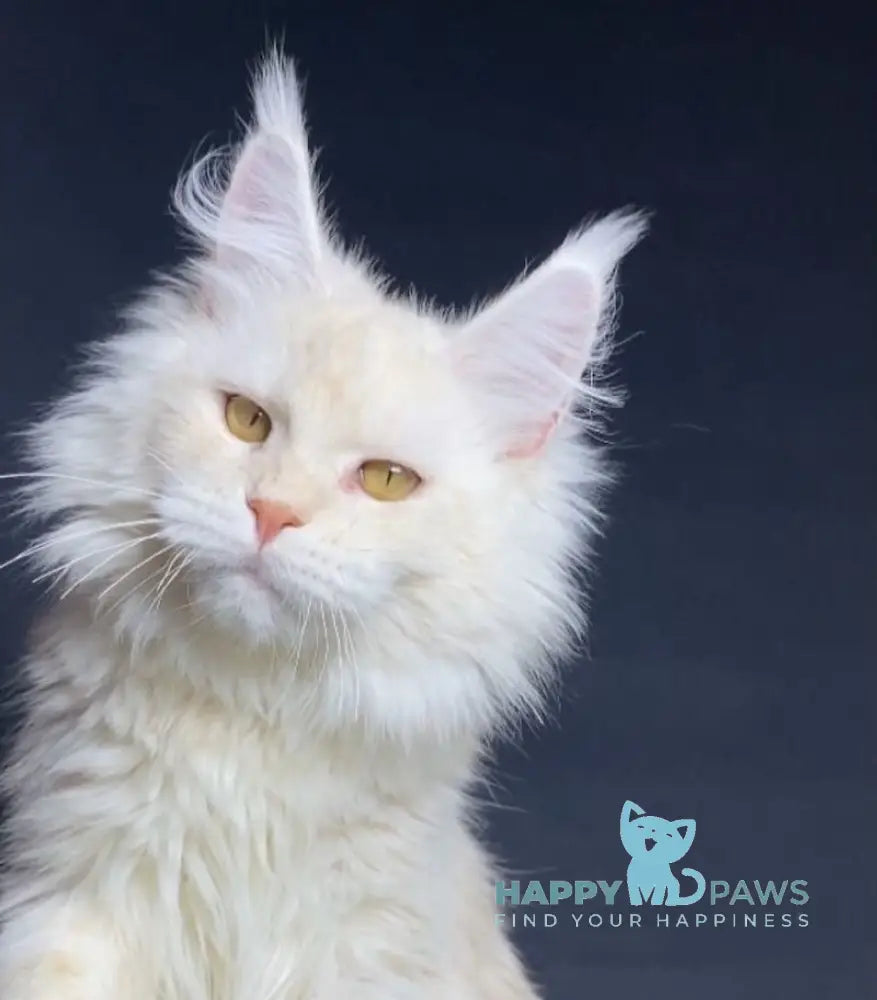 Kevin Maine Coon male red silver shaded live animals