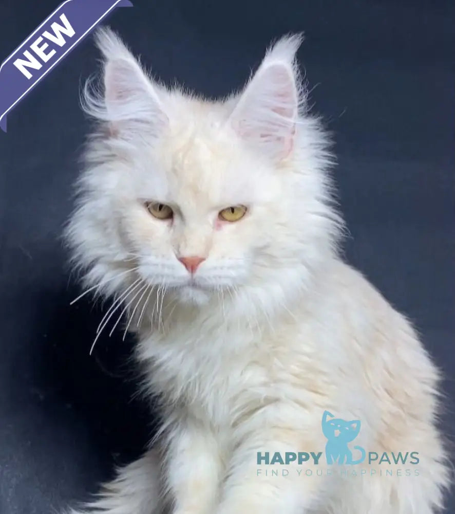 Kevin Maine Coon male red silver shaded live animals