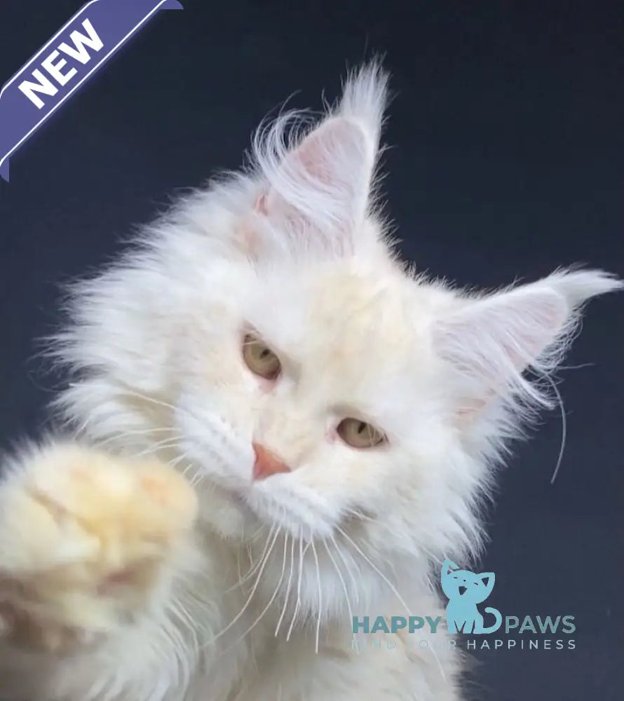 Kevin Maine Coon male red silver shaded live animals
