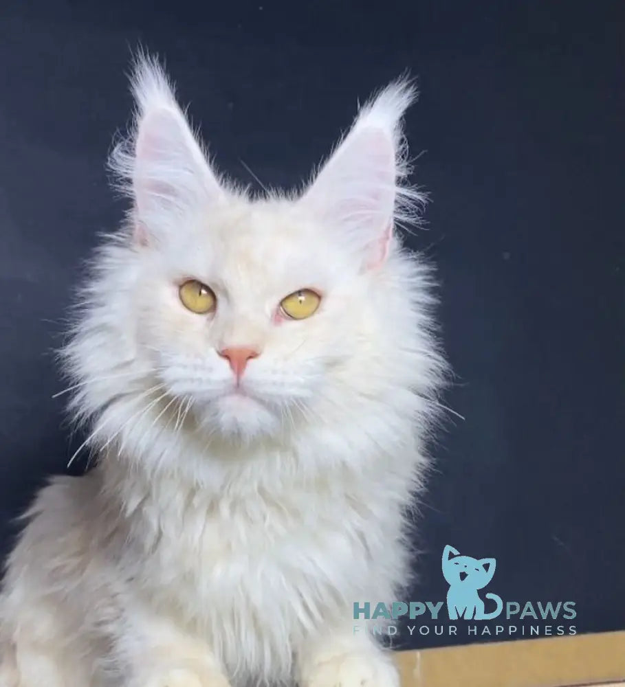 Kevin Maine Coon male red silver shaded live animals