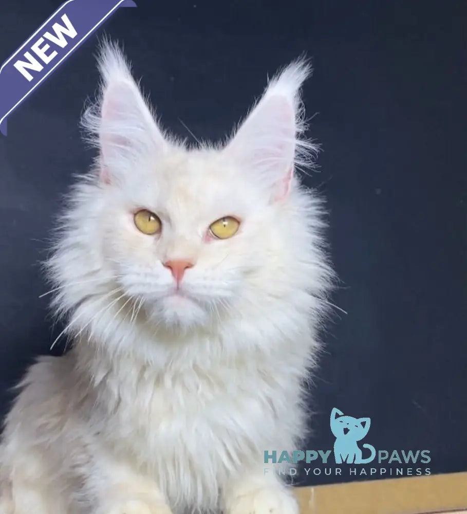 Kevin Maine Coon male red silver shaded live animals